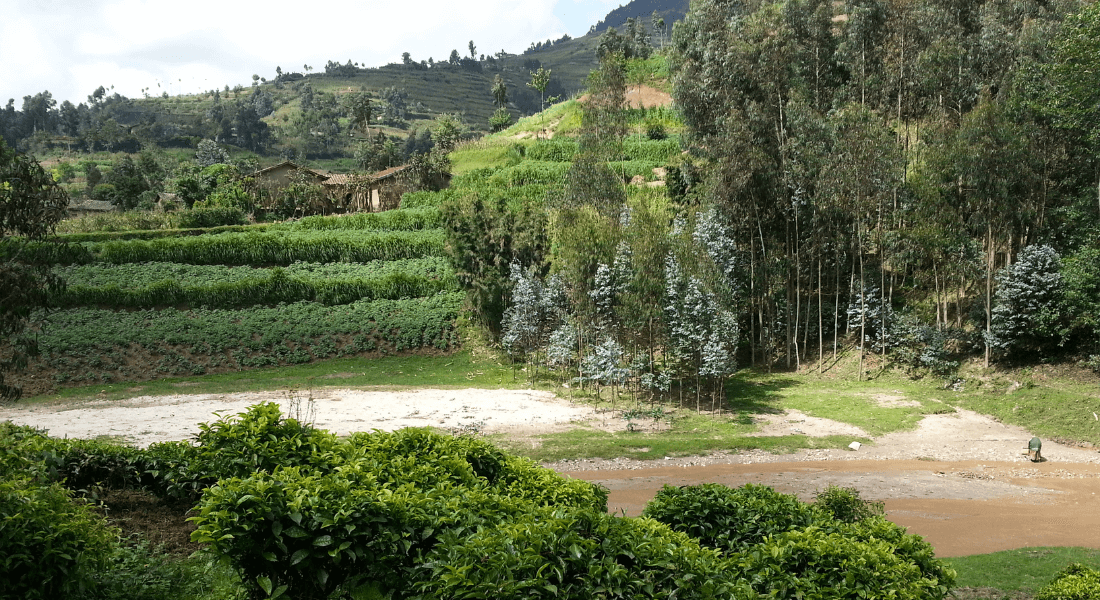 Landscape and forrest in South Africa