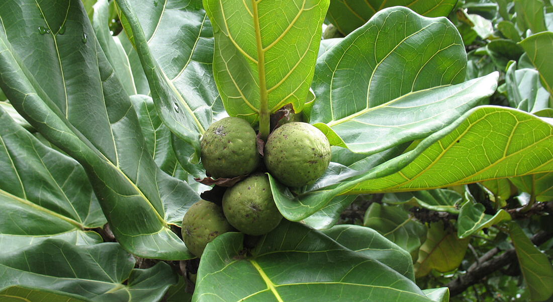 Masuku plums (Uapaca kirkiana). Photo by Image by Steven Haw via Wikimedia Commons (CC BY 2.0).